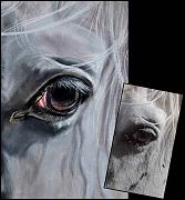 portrait cheval-blanc